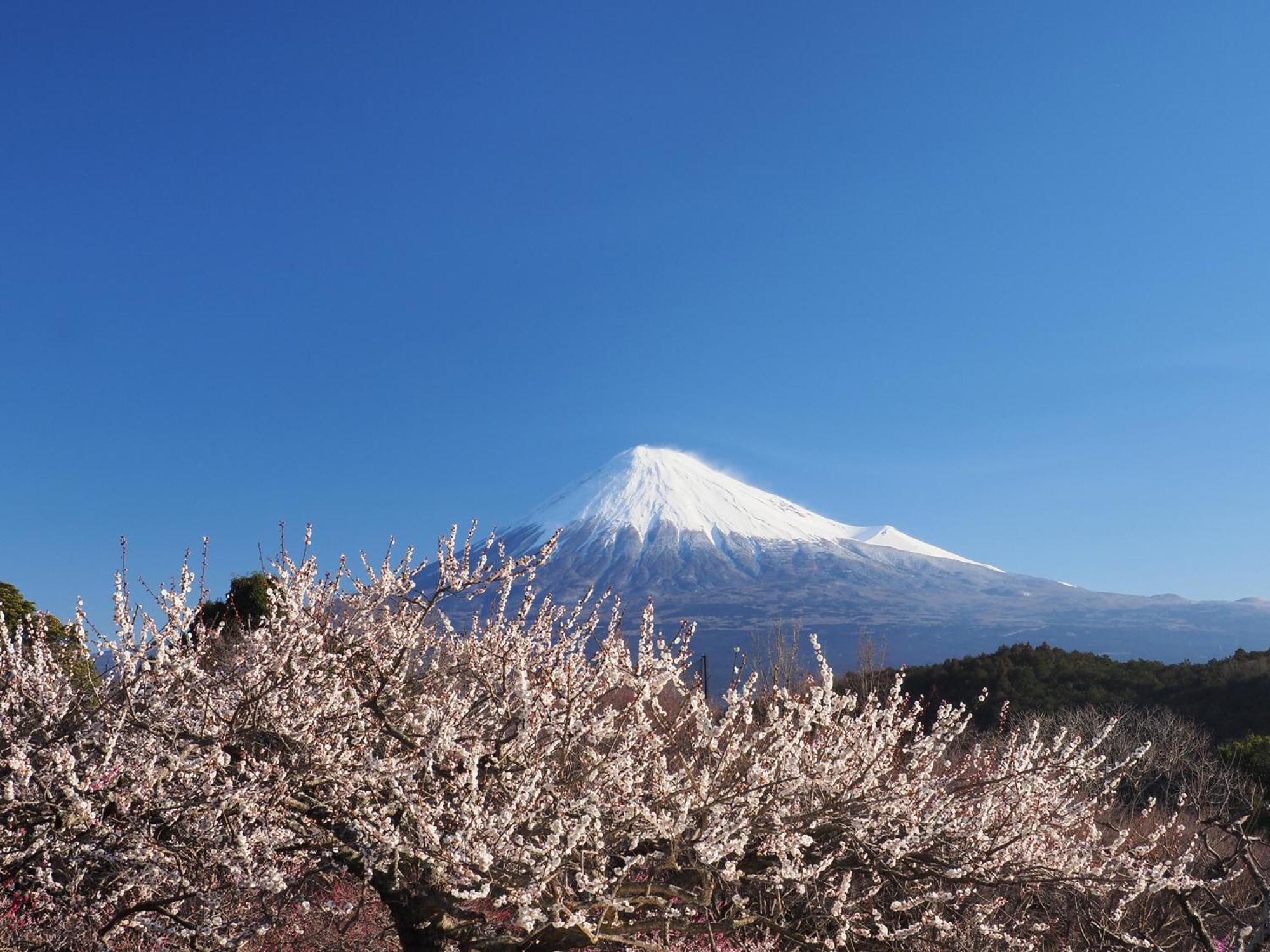 Temple Lodging Shukubo Kakurinbo Minobu Екстер'єр фото